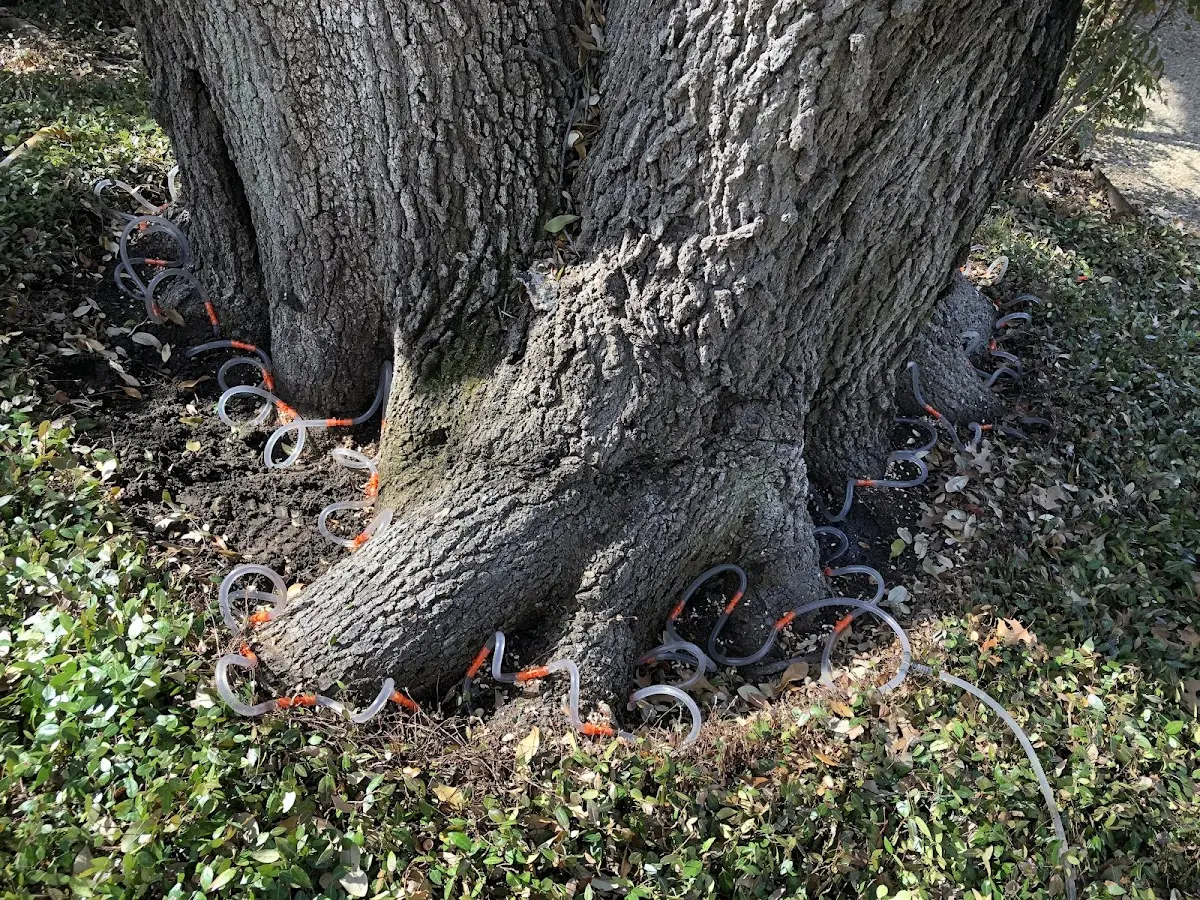 Detailed Tree Cabling and Bracing job site in Manassas